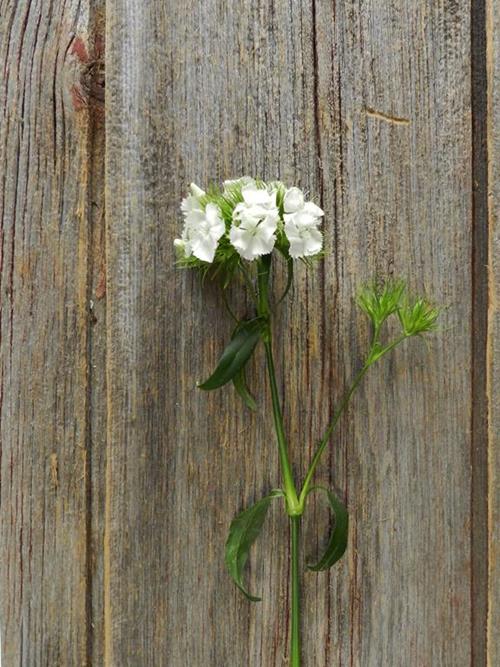 WHITE DIANTHUS BALL